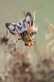 Breitfluegelige Raupenfliege - Ectophasia crassipennis