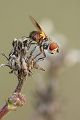 Breitfluegelige Raupenfliege - Ectophasia crassipennis