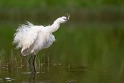 Seidenreiher, Egretta garzetta, Reiher, Tagreiher, Schreitvoegel, Schreitvogel, Egretta, Lesvos, Lesbos 