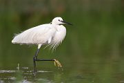 Seidenreiher, Egretta garzetta, Reiher, Tagreiher, Schreitvoegel, Schreitvogel, Egretta, Lesvos, Lesbos 