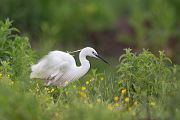 Seidenreiher, Egretta garzetta, Reiher, Tagreiher, Schreitvoegel, Schreitvogel, Egretta, Lesvos, Lesbos 