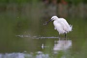 Seidenreiher, Egretta garzetta, Reiher, Tagreiher, Schreitvoegel, Schreitvogel, Egretta, Lesvos, Lesbos 