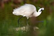 Seidenreiher, Egretta garzetta, Reiher, Tagreiher, Schreitvoegel, Schreitvogel, Egretta, Lesvos, Lesbos 
