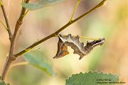 Zickzackspinner - Notodonta ziczac, Syn.: Eligmodonta ziczac, Zahnspinner, Insekten, Spinner, Raupe, Muldental, Grimma, Pappeln, Notodontidae