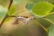 Zickzackspinner - Notodonta ziczac, Syn.: Eligmodonta ziczac, Zahnspinner, Insekten, Spinner, Raupe, Muldental, Grimma, Pappeln, Notodontidae