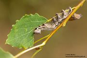Zickzackspinner - Notodonta ziczac, Syn.: Eligmodonta ziczac, Zahnspinner, Insekten, Spinner, Raupe, Muldental, Grimma, Pappeln, Notodontidae