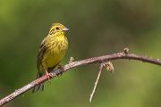 Goldammer, Ammern, Singvoegel, Vogel, Grimma, Muldental, Voegel, Sachsen, Emberizidae, Emberiza citrinella, Maennchen, Weibchen