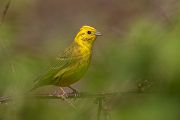 Goldammer, Ammern, Singvoegel, Vogel, Grimma, Muldental, Voegel, Sachsen, Emberizidae, Emberiza citrinella, Maennchen, Weibchen