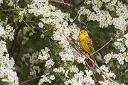 Goldammer, Ammern, Singvoegel, Vogel, Grimma, Muldental, Voegel, Sachsen, Emberizidae, Emberiza citrinella, Maennchen, Weibchen