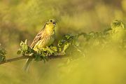 Goldammer, Ammern, Singvoegel, Vogel, Grimma, Muldental, Voegel, Sachsen, Emberizidae, Emberiza citrinella, Maennchen, Weibchen
