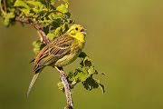 Goldammer, Ammern, Singvoegel, Vogel, Grimma, Muldental, Voegel, Sachsen, Emberizidae, Emberiza citrinella, Maennchen, Weibchen