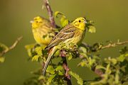 Goldammer, Ammern, Singvoegel, Vogel, Grimma, Muldental, Voegel, Sachsen, Emberizidae, Emberiza citrinella, Maennchen, Weibchen