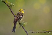 Goldammer, Ammern, Singvoegel, Vogel, Grimma, Muldental, Voegel, Sachsen, Emberizidae, Emberiza citrinella, Maennchen, Weibchen