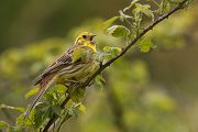 Goldammer, Ammern, Singvoegel, Vogel, Grimma, Muldental, Voegel, Sachsen, Emberizidae, Emberiza citrinella, Maennchen, Weibchen