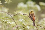 Goldammer, Ammern, Singvoegel, Vogel, Grimma, Muldental, Voegel, Sachsen, Emberizidae, Emberiza citrinella, Maennchen, Weibchen