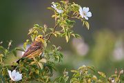 Goldammer, Ammern, Singvoegel, Vogel, Grimma, Muldental, Voegel, Sachsen, Emberizidae, Emberiza citrinella, Maennchen, Weibchen