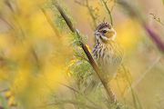 Goldammer, Ammern, Singvoegel, Vogel, Grimma, Muldental, Voegel, Sachsen, Emberizidae, Emberiza citrinella, Maennchen, Weibchen