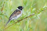 Rohrammer - Emberiza schoeniclus (Rohrspatz) - Maennchen, Ammern, Emberizidae, Sachsen, Muldental, Grimma
