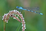 Becher-Azurjungfer - Enallagma cyathigerum