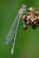 Becher-Azurjungfer - Enallagma cyathigerum - Weibchen  