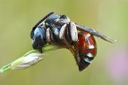 Schmuckbiene - Epeoloides-sp