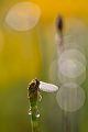 Eintagsfliegenlarve am Schachtelhalm Insekten richter-naturfotografie Ephemeroptera Eintagsfliegen Sachsen Gliederfüßer Tracheentiere Larve Nymphen Fluginsekten