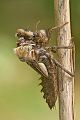 Zweifleck - Epitheca bimaculata - Letzte Haeutung