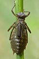 Larve des Zweifleck - Epitheca bimaculata 