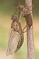 Zweifleck - Epitheca bimaculata - kurz vor dem Jungfernflug