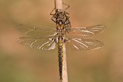Zweifleck - Epitheca bimaculata - Letzte Haeutung