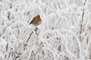 Rotkehlchen - Erithacus rubecula