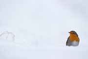 Rotkehlchen - Erithacus rubecula, Robin, Singvogel, Singvoegel, Muldental, Grimma, Voegel, Vogel