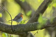 Rotkehlchen - Erithacus rubecula, Robin, Singvogel, Singvoegel, Muldental, Grimma, Voegel, Vogel
