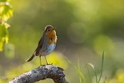 Rotkehlchen - Erithacus rubecula, Robin, Singvogel, Singvoegel, Muldental, Grimma, Voegel, Vogel