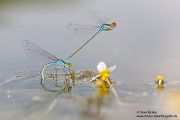 Kleines Granatauge - Erythromma-viridulum -  Maennchen Odonata Libellen Kleinlibellen Muldental Grimma Sachsen Grantauge