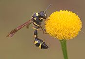 Glockenwespe - Eumenes pomiformis