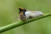 Grasglucke (Trinkerin) - Euthrixpotatoria

