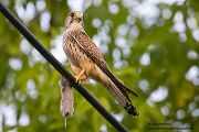 Turmfalke - Falco tinnunculus - Weibchen