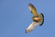 Turmfalke - Falco tinnunculus - Männchen