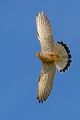 Turmfalke - Falco tinnunculus - Männchen