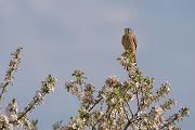 Turmfalke - Falco tinnunculus - Männchen