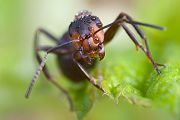 Rote Waldameise - Formica rufa - Waldameise - Ameise 