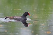 Teichhuhn - Gallinula chloropus - Teichralle, Ralle, Pullus, pullin, Rallenvoegel, Voegel,  Kranichvoegel, Rallus, Sachsen, Grimma, Sachsen Muldental