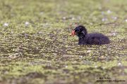 Teichhuhn - Gallinula chloropus - Teichralle, Ralle, Pullus, pullin, Rallenvoegel, Voegel,  Kranichvoegel, Rallus, Sachsen, Grimma, Sachsen Muldental