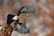 Eichelhaeher - Garrulus glandarius Singvoegel Rabenvoegel Voegel Sachsen