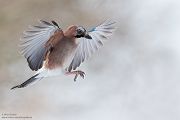 Eichelhaeher - Garrulus glandarius Singvoegel Rabenvoegel Voegel Sachsen Badender Eichelhaeher