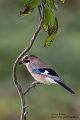 Eichelhaeher - Garrulus glandarius Singvoegel Rabenvoegel Voegel Sachsen Badender Eichelhaeher