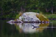 Prachttaucher, Gavia arctica, Seetaucherartige, Taucher, Norwegen, Gaviidae, Gaviiformes