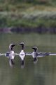 Prachttaucher, Gavia arctica, Seetaucherartige, Taucher, Norwegen, Gaviidae, Gaviiformes