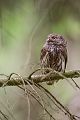 Sperlingskauz - Glaucidium passerinum, Eule, Eigentliche Eulen, Kauz, Kleinste Eule, Voegel, Vogel, www.richter-naturfotografie.de, Strigiformes, Glaucidium, Sperlingskaeuze
